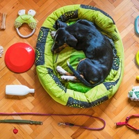 Pet Supplies