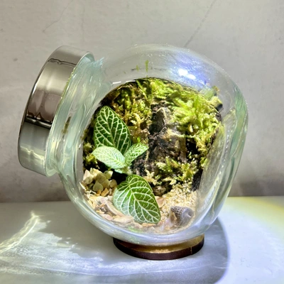 Round Jar Terrarium