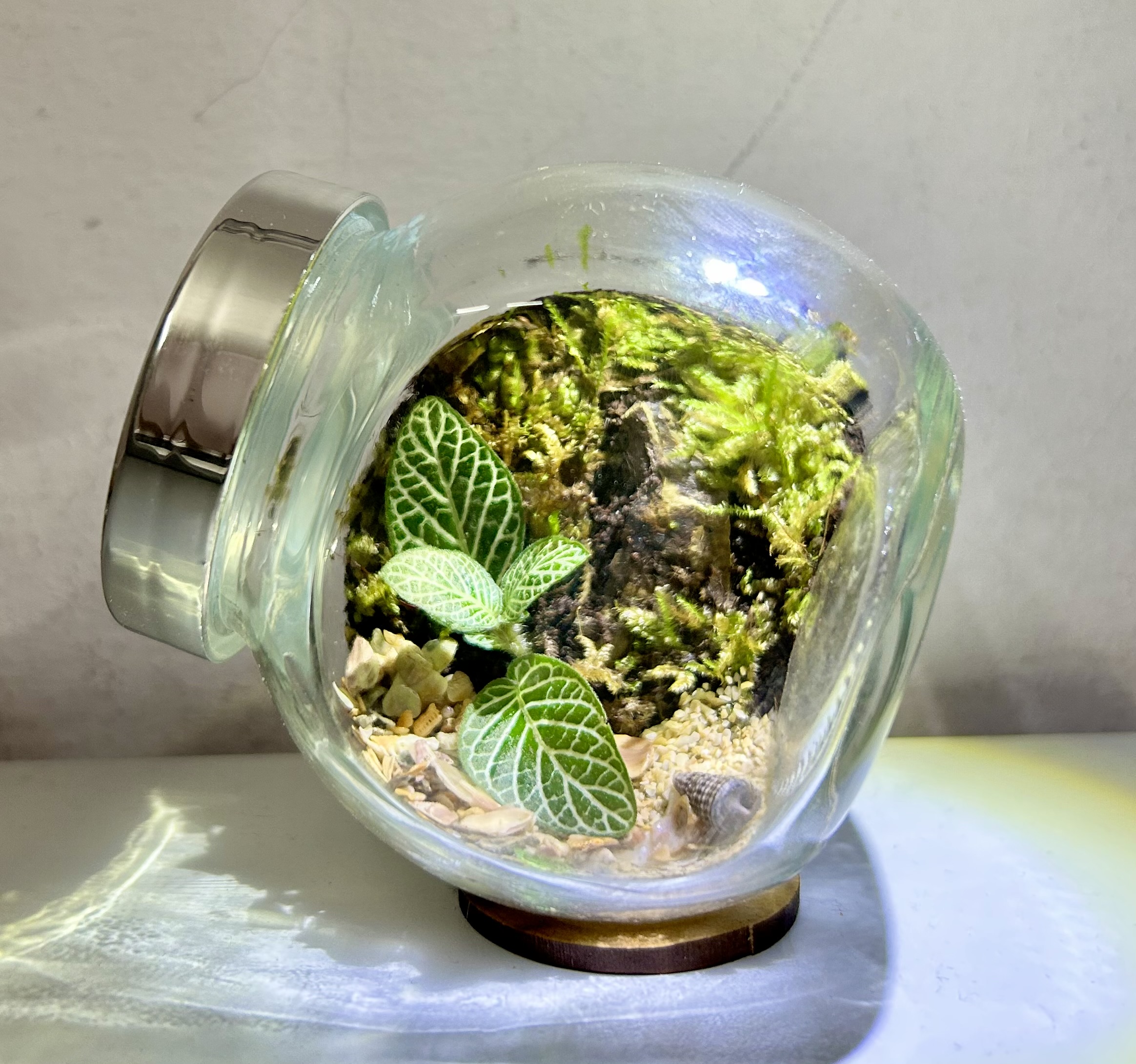 Round Jar terrarium